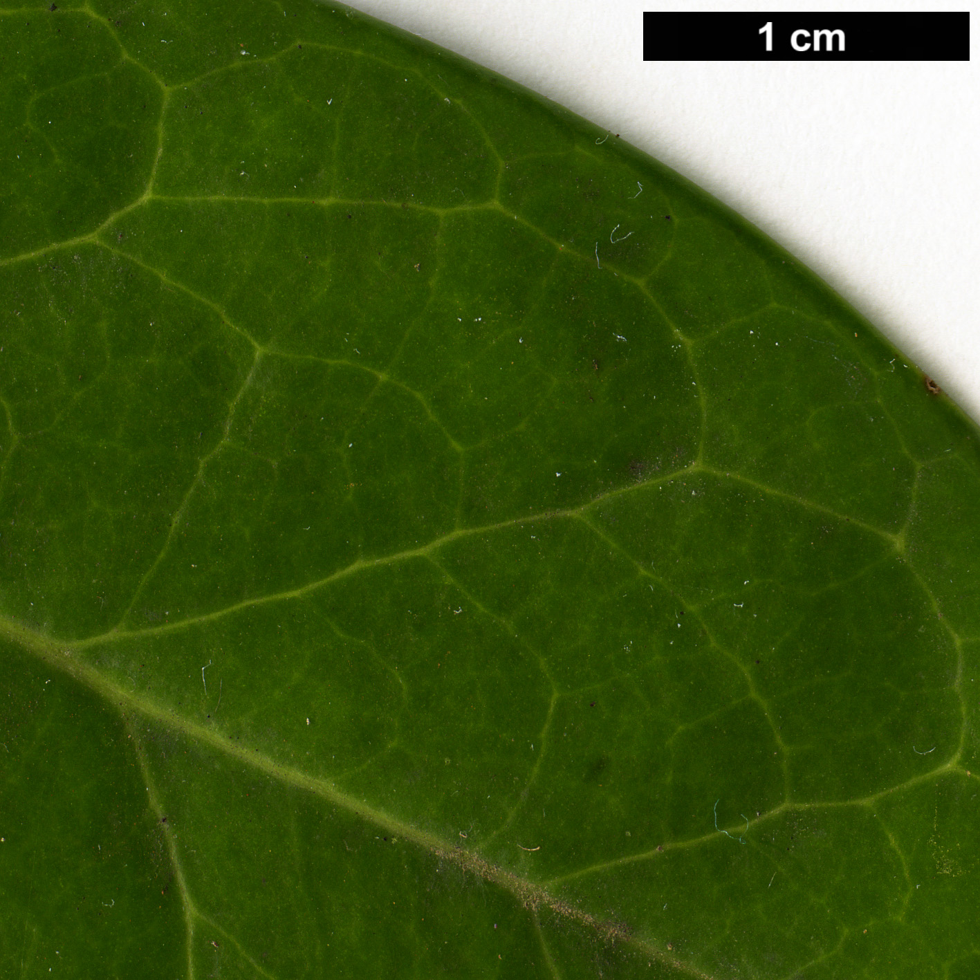 High resolution image: Family: Aquifoliaceae - Genus: Ilex - Taxon: perado - SpeciesSub: subsp. perado
